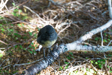 森の中のニュージーランドロビン（South Island robin）