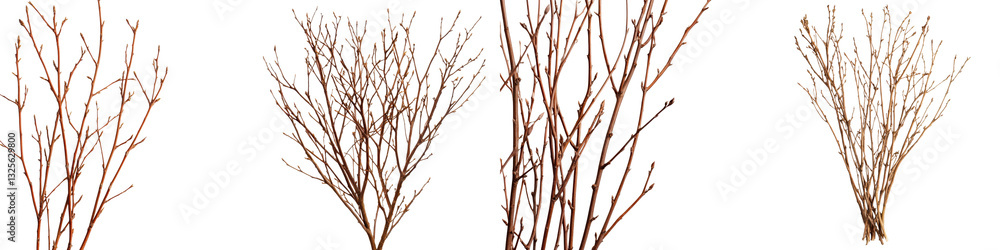 Poster bare weathered tree branches and twigs forming silhouettes and textured patterns against a plain bac
