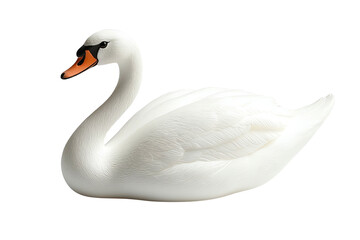 Fototapeta premium A majestic swan gracefully gliding across the water, showcasing its beautiful white plumage and elegant neck.