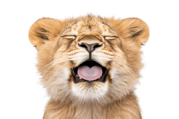 A playful lion cub with its mouth open, showcasing its playful nature against a white isolated background.