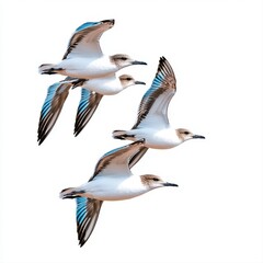 Obraz premium Four White Birds with Blue Wingtips in Flight Against a White Background