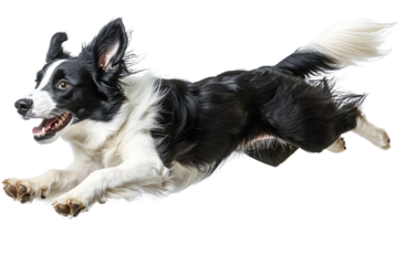 Energetic dog leaping in motion on a white isolated background.