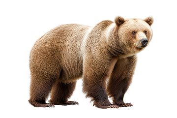 Obraz premium Grizzly bear standing on white isolated background, showcasing its powerful physique and native habitat characteristics.