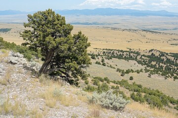 High desert landscape with juniper tree.  Vast, dry, mountainous terrain