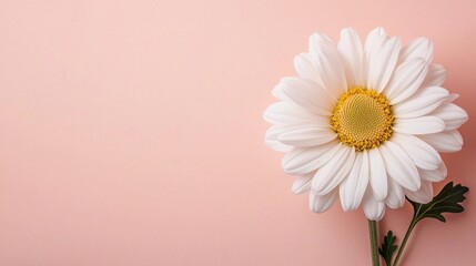 A single white daisy with a yellow center against a soft pink background, highlighting its delicate petals and natural beauty.