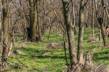 transparent spring forest with bright green grass just after the snow melts on a sunny day