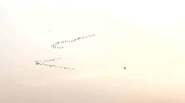 Flock of birds flying in V shape formation
