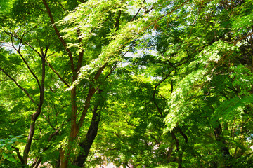本土寺　美しい青もみじ　背景素材　コピースペースあり（日本千葉県松戸市）　Hondo-ji Temple（Hondoji Temple): Beautiful green maple leaves, background material with copy space (Matsudo City, Chiba Prefecture, Japan)