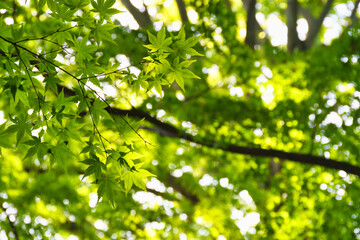 本土寺　美しい青もみじ　背景素材　コピースペースあり（日本千葉県松戸市）　Hondo-ji Temple（Hondoji Temple): Beautiful green maple leaves, background material with copy space (Matsudo City, Chiba Prefecture, Japan)