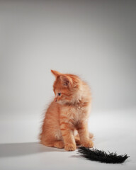 Gentle, cute kitten sitting on table.