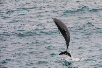 Dusky dolphin leaing out of the water