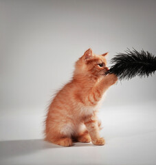 Gentle, cute kitten sitting on table.