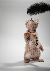 Gentle, cute kitten sitting on table.