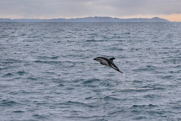 Dusky dolphin leaing out of the water