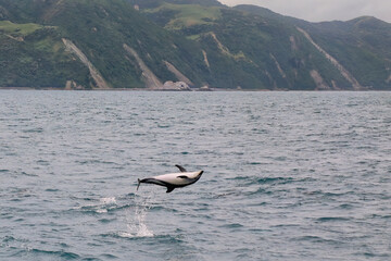 Obraz premium Dusky dolphin leaing out of the water