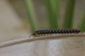 A captivating close-up shot of a yellow-spotted millipede, its segmented body adorned with striking...
