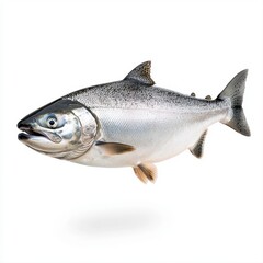 Obraz premium Silver King Salmon Fish on White Background Studio Shot