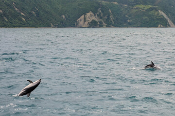 Fototapeta premium Dusky dolphins swimming off the coast of Kaikoura, New Zealand
