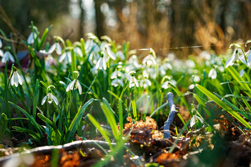 Snowdrop or common snowdrop, Galanthus nivalis flowers. Snowdrops after the snow has melted. In the forest in the wild in spring snowdrops bloom.