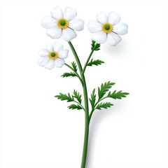 Fototapeta premium Three White Flowers with Green Stem and Leaves on White Background