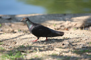 Pigeon at the Water's Edge: A sleek, dark pigeon confidently struts along the ground, its silhouette beautifully defined by the soft light, offering a serene glimpse of everyday wildlife.