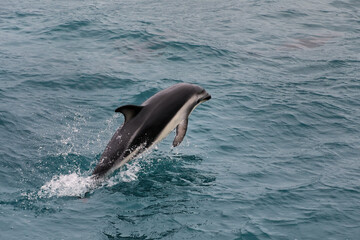 Fototapeta premium Dusky dolphin swimming off the coast of Kaikoura, New Zealand