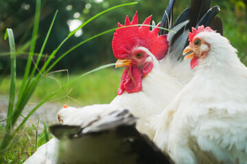 Close-Up of Thai White Bantam Chickens, a Rooster and Hen in Verdant Natural Environment