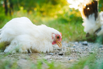 White Thai White Bantam Chicken Relaxing Outdoors on a Bright Sunny Day in a Natural Setting
