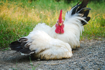 Relaxed Thai White Bantam Chickens, Rooster And Hen Sitting on a Sunny Farm Pathway in Nature