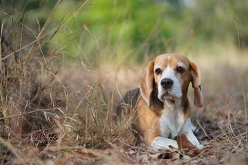 Beagle Dog Resting on Dry Grass Outdoors During a Sunny Day
