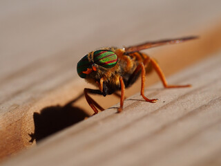 Gadfly