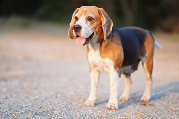 Friendly Beagle Dog Enjoying the Outdoors in a Natural Setting