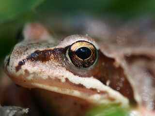 Eye of a frog