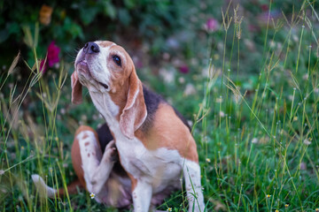 Beagle Dog Scratching Itself While Sitting in a Lush Garden