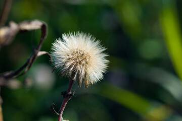 A dried Dandelion in the middle of the field, close-up