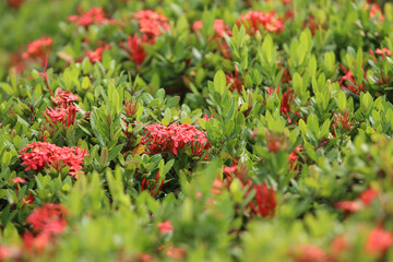 A Sea of Blossoms: A vibrant close-up of a lush collection of blooming red flowers and green foliage, creating a visually stunning tapestry of color and texture.