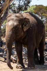 Elefante en un safari en Australia 