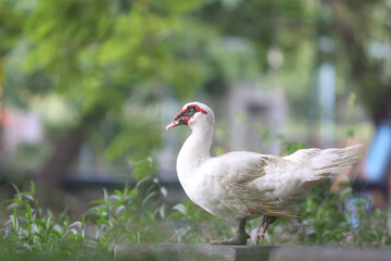 Muscovy Duck in Garden: a elegant muscovy duck with striking red facial features, standing on a low wall, surrounded by lush greenery.