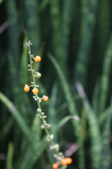 Serpentine Sprig: An enchanting close-up of a delicate serpentine sprig adorned with vibrant orange berries, set against a backdrop of lush, textured leaves.