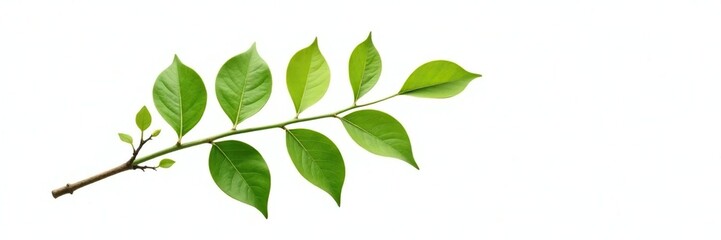 Fototapeta premium Single branch with leaves isolated on white background, solitude, green, branches