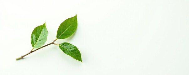 Fototapeta premium Single branch with leaves on white background, white, foliage, plant