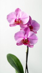 Obraz premium Exotic orchid blooms against white background, floral, nature, orchid on white background