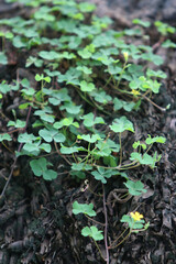 Clover's Carpet: a detailed capture of vibrant clover leaves creating a textured carpet in a...