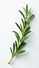 Fototapeta premium Sprig of rosemary with tiny leaves on white background, cooking, kitchen