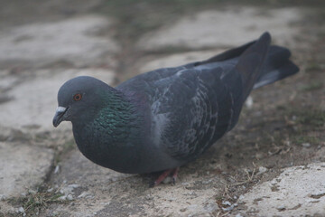 Urban Pigeon on Pavement: A close-up shot of a sleek pigeon, with iridescent feathers, perched on a...