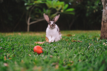In the foreground on a green lawn lies an Easter egg, which is painted pink. In the background in blur sits a rabbit and washes, rubbing its muzzle with its paws. The holiday of Holy Easter. Spring.