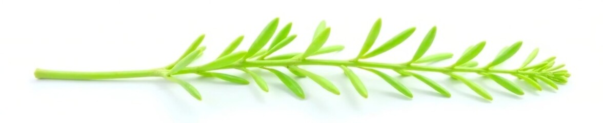 Fototapeta premium Delicate green stem isolated on white background, botanical, green, nature