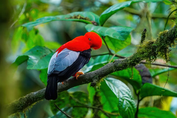 Male Andean cock-of-the-rock sitting in a tree