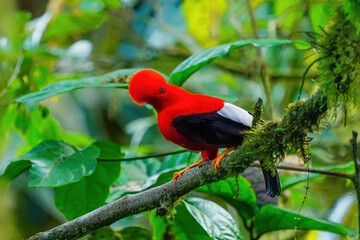 Male Andean cock-of-the-rock sitting in a tree