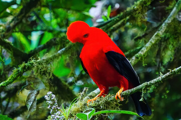 Male Andean cock-of-the-rock sitting in a tree